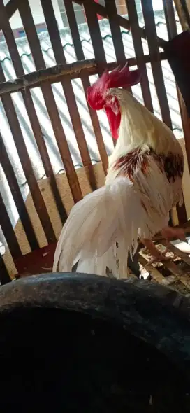 Ayam jantan Bali
