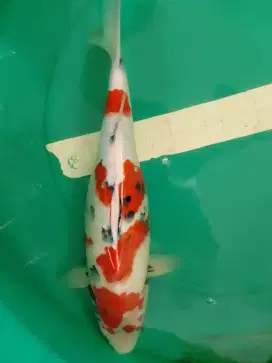 Ikan koi jenis Showa 43cm female