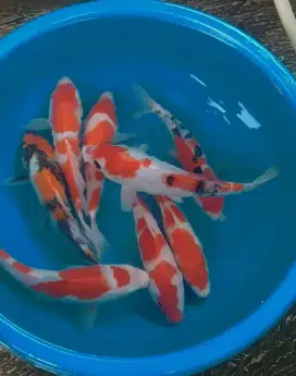 Ikan koi size 25 sampai 28cm
