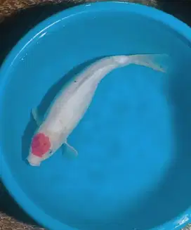 Ikan koi size 45cm