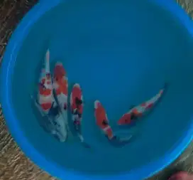 Ikan koi size 15cm sampai 20cm