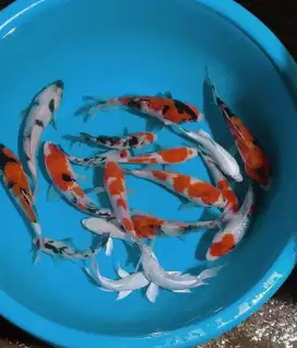 Ikan koi size 13cm sampai 15cm