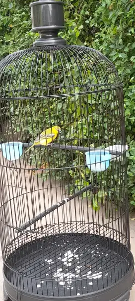 Mahar burung cipow atau sirpu burja yaa jantan