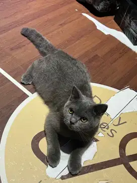 Kucing BSH (nonped)