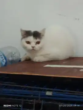 Kucing Peaknose Betina / Munchkin NS