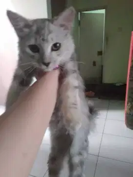 Open Adopsi Warna Unik