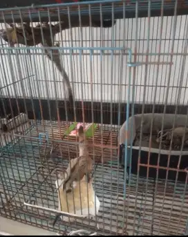Sugar glider jual murah