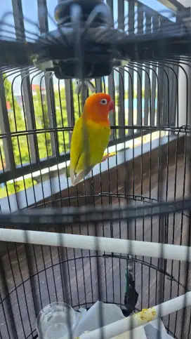 Jual love bird + kandang