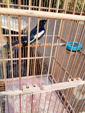 Di jual burung Kacer dapud deker