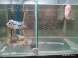 Di jual full set aquarium dan ikan Louhan lanjut progres