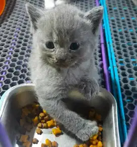 Kitten BSH/brithis shorthair