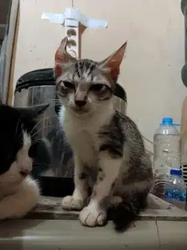 kitten 3 bln siap adopsi free