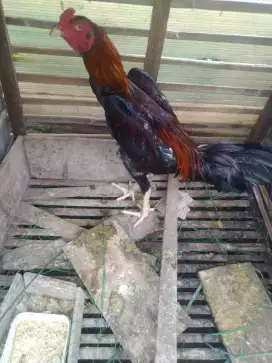 Ayam Bangkok muda