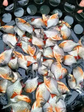Bibit ikan bawal ukuran ngorek pull