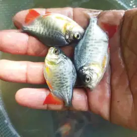 Bibit ikan bawal ukuran jempol tangan