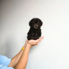 silver tiny toy poodle healthy