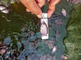 Bibit ikan gurame soang ukuran ngorek gass