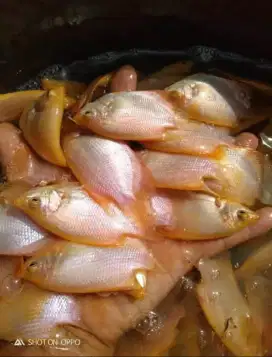 Bibit ikan gurame Albino