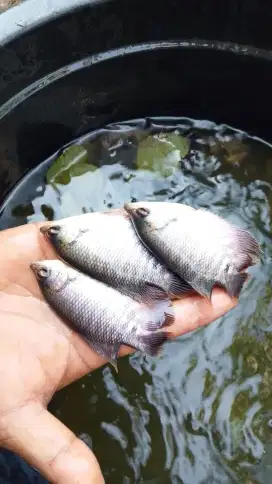 Bibit ikan gurame soang