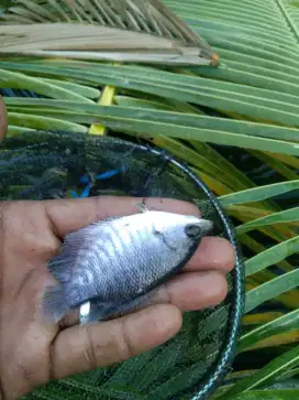 Bibit ikan gurame soang
