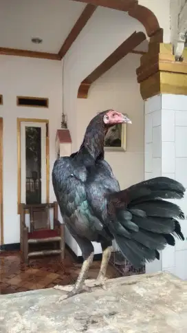 Dedara bk pakoy