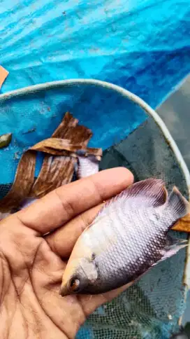 Bibit ikan gurame soang ukuran Jinggo nyuper