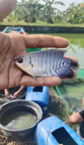 Bibit ikan gurame soang ukuran Jinggo