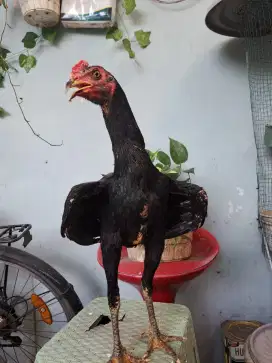 Indukan dan anakan ayam siam jenis Pakhoi