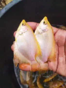 Bibit ikan gurame Albino ukuran 3 jari