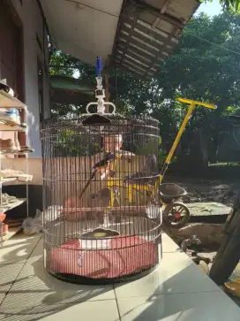Murai gacor pulset