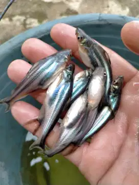 Bibit ikan Patin hitam