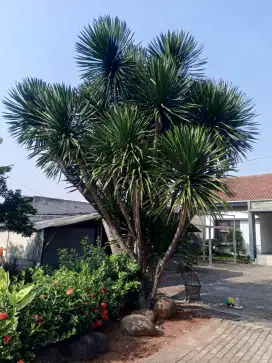 Tanaman hias Pandan bali