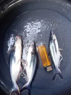 Bibit ikan patin hitam