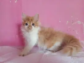 Kucing Persia Jantan