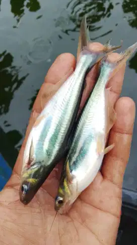 Bibit ikan patin hitam