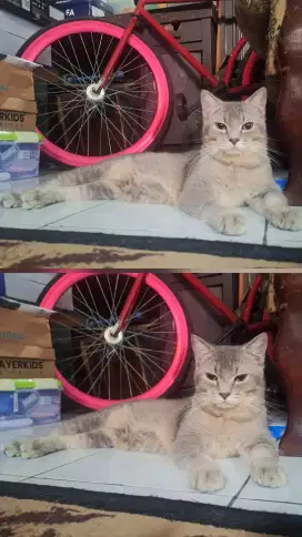 British shorthair golden blue jantan