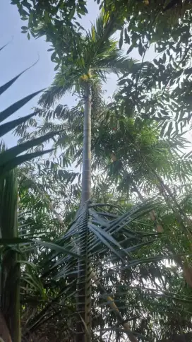 Pohon Pinang Agustusan pohon jambe