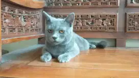 Kucing British short hair/ BSH