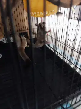 SEPASANG SUGAR GLIDER DEWASA