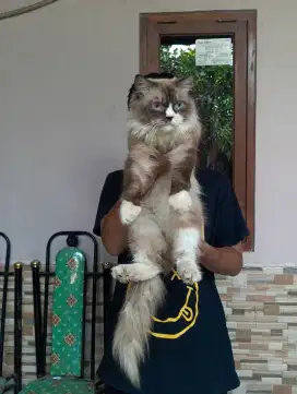 Kucing hima mix ragdoll jantan