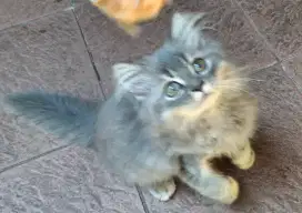 Anak kucing BSH x PERSIA