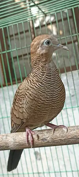 Perkutut cemani Mojopahit jual