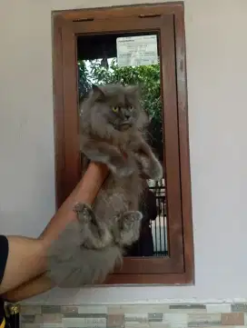 Kucing persia betina