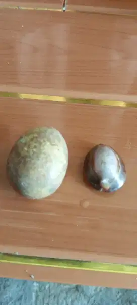 Batu kocok bentuk telor dan Posil keong