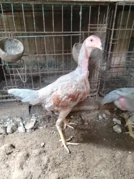 ayam Bangkok betina 3'5 bulan, kuku hitam