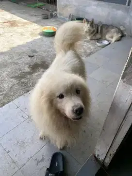 Samoyed anjing murah