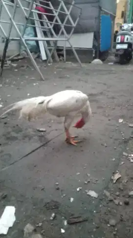 Ayam Bangkok X Mangon
