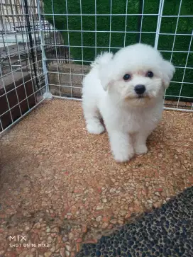 Jual Anakan Bichon frise