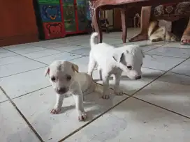 Mix anakan lokal dgn golden labrador
