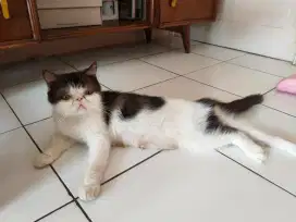 Kucing Exotic Shorthair Betina Proven